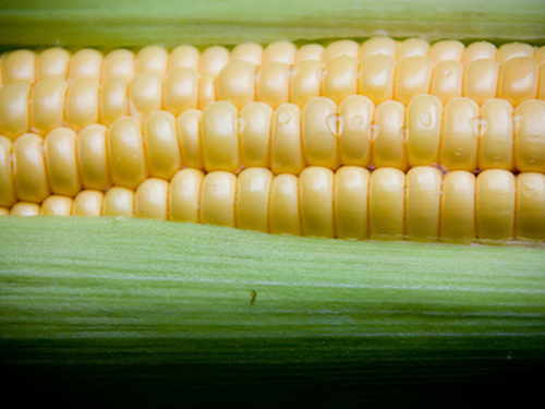 玉米