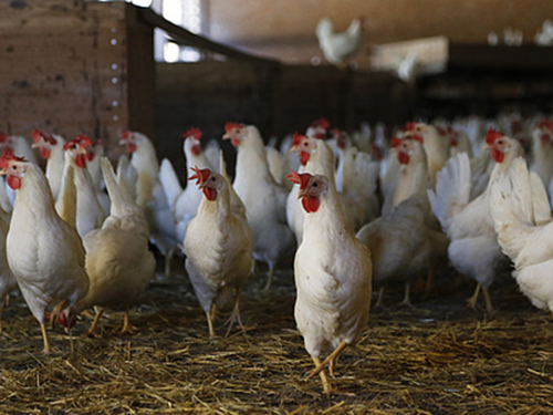 养鸡场