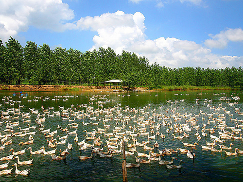 鸭养殖场