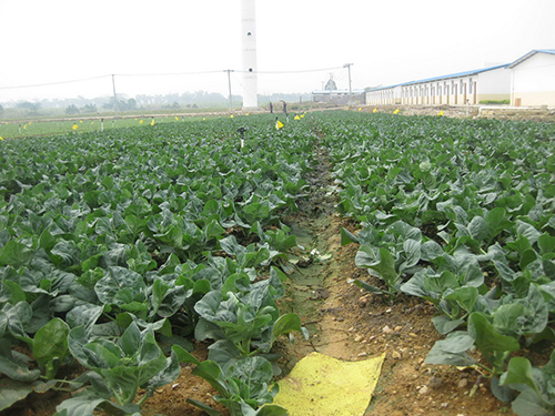 白菜种植地