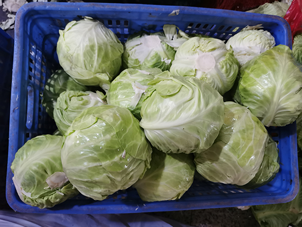 包菜